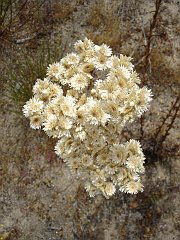 gnaphalium californicum